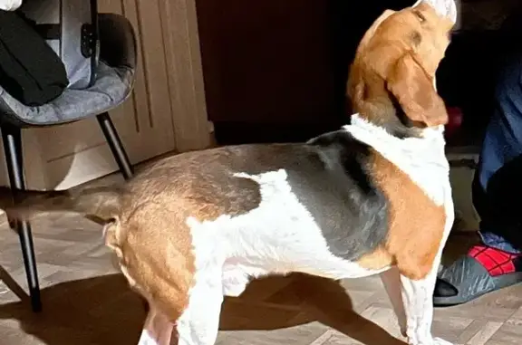 Пропала собака, 3-я Тверицкая 23, Ярославль