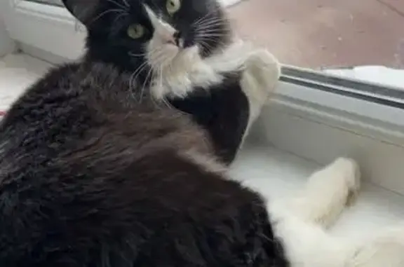 Пропала кошка на ул. Маркина, Тепличный