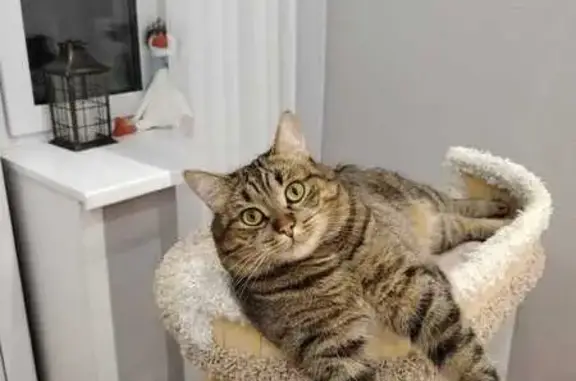 Пропал кот Степа, Ермакова 3, Кострома