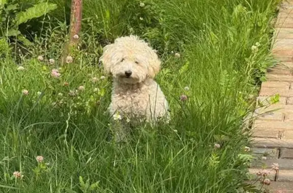 Пропала собака Мальтипу, Ногинск, Кара