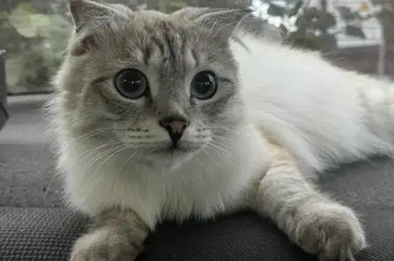 Пропала кошка, 3-я Заозёрная, 7, Омск