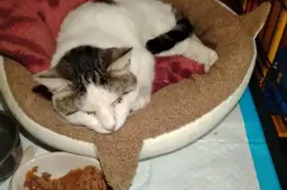 Найдена кошка, Калининград, фото: Кошка найдена: Батальный пер., 2, Калининград