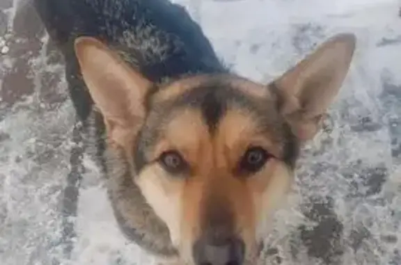 Поиск домашних животных, фото: Собака найдена: Можайское ш., Одинцово