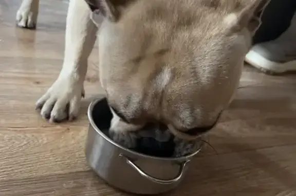 Найдена собака, Ставрополь, фото: Найдена собака на ул. Фроленко, Ставрополь