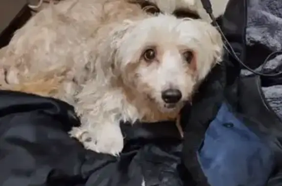 Найдена собака, Брянск, фото: Собака найдена: Первомайская, Брянск