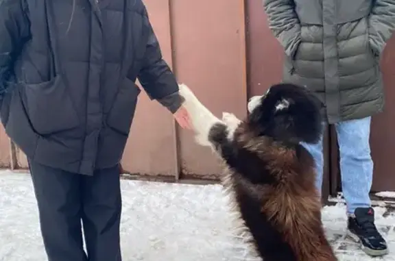 Пропала собака, Некрасовская 43А, Ростов