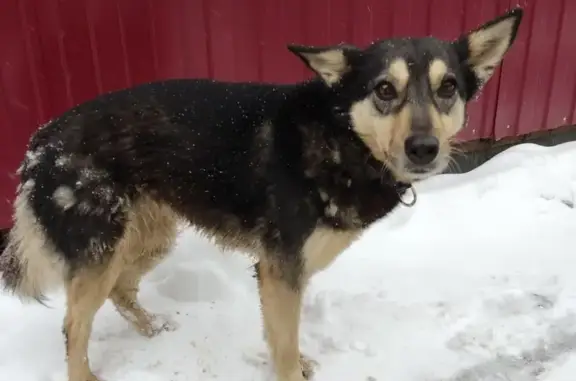 Найдена собака, Тула, фото: Собака найдена у ул. Николая Руднева, 3