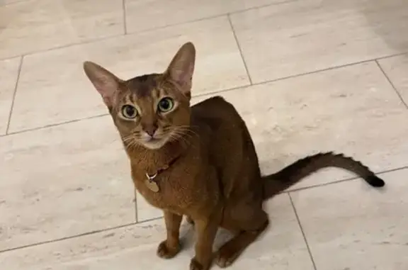 Пропал кот на ул. Чкалова, 97, Калининград