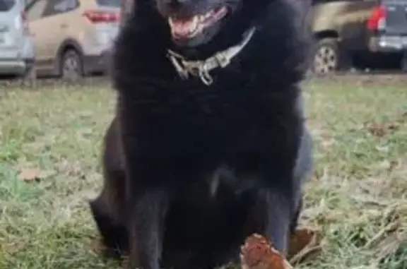 Собаки потеряшки, Новосибирск, фото: Потеряшка собака, Красный проспект, НСК