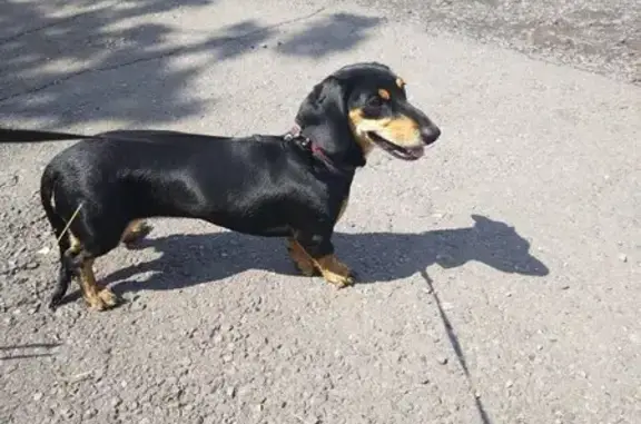 Пропала собака, Ручейная ул., Куртуково