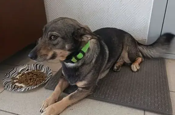 Найдена собака, Оренбург, фото: Собака найдена в ТЦ Олимп, ул. 70 лет ВЛКСМ, 7/1