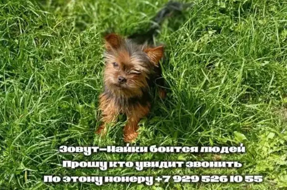 Пропала собака, Федюково, Новая ул.