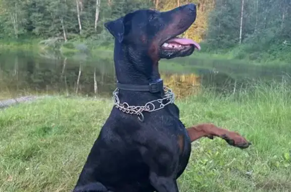 Пропала собака в Успенском, Смоленская обл. - photo