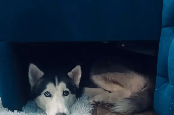 Пропала собака, Делегатская 37, Красноярск