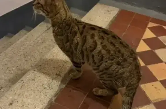 Поиск домашних животных, фото: Кошка найдена: Большая Садовая, Москва