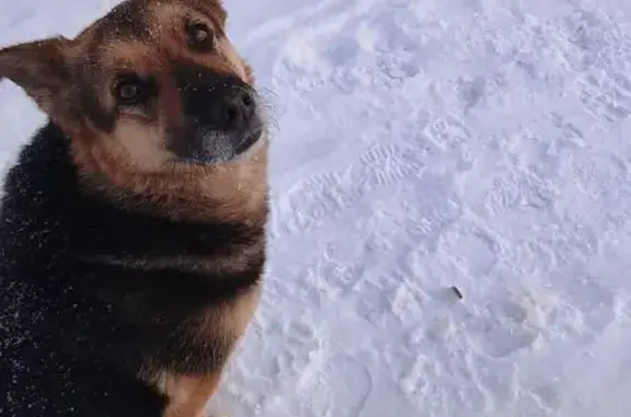 Собака найдена: Уральский пр.,...