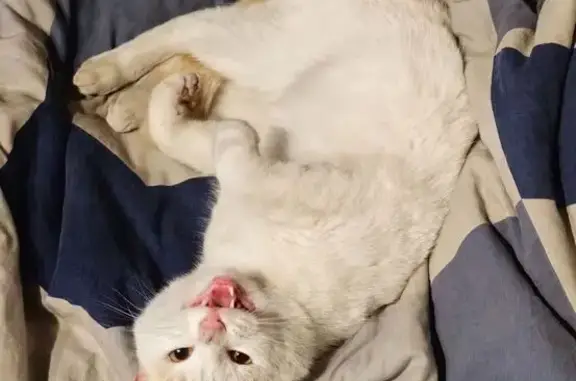 Пропала кошка на ул. Гавань, Абакан