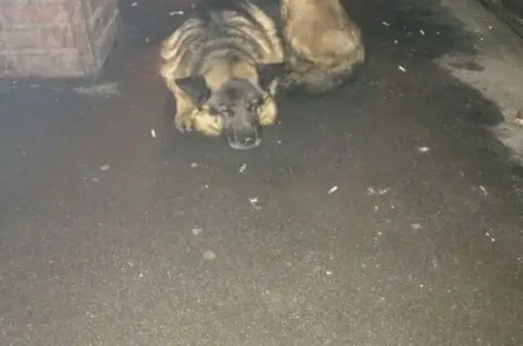 Пропала овчарка, Пушкинская ул. 12, Шушары