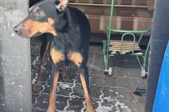 Доберман найден на Колхозной,...