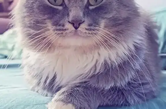 Пропала кошка, Новосергиевская ул.