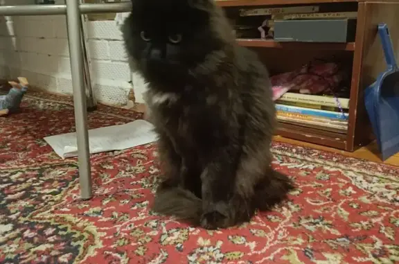 Пропала кошка, Фруктовая ул., 6, Ижевск