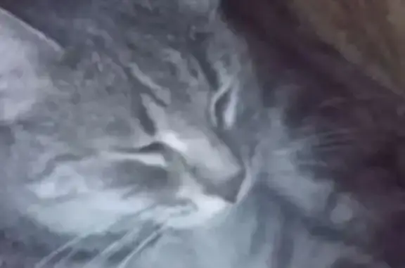 Пропала кошка, Островского 86, Ростов-на-Дону