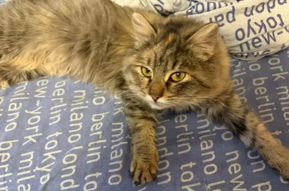 Найдена кошка, Воронеж, фото: Кошка найдена: наб. Авиастроителей, 18