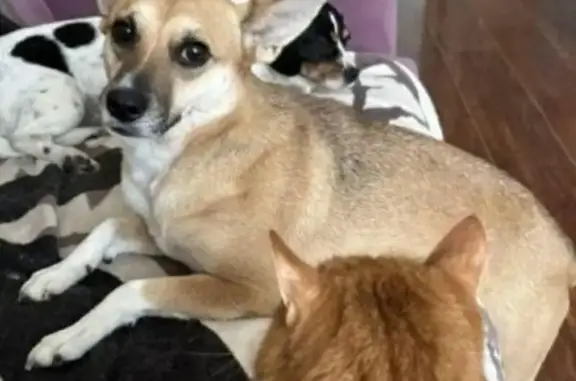 Пропала рыжая собака, ул. Перерва, Москва