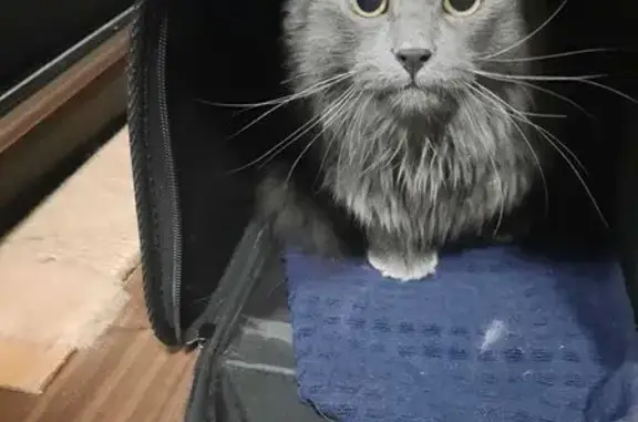 Найдена кошка, Москва, фото: Кошка найдена: Фрязевская ул., 11 к1