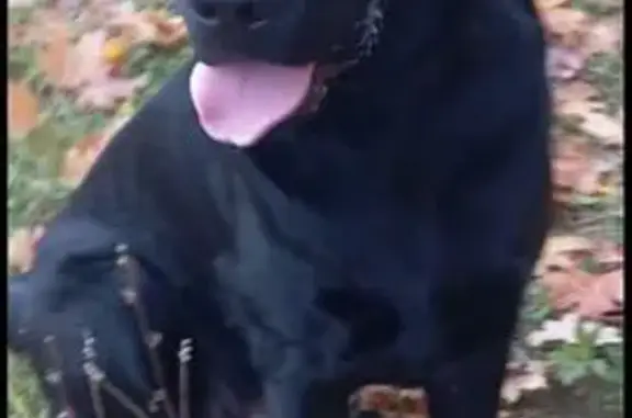 Пропала собака, ул. Ленина 77, Чернянка