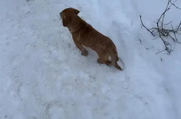 Собака найдена на Театральной,...