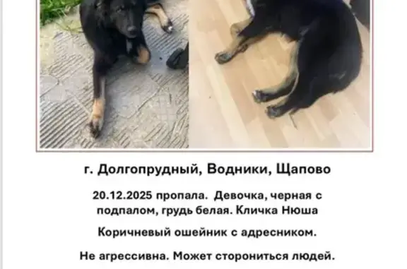 Пропала собака, Набережная ул., 10, Долгопрудный