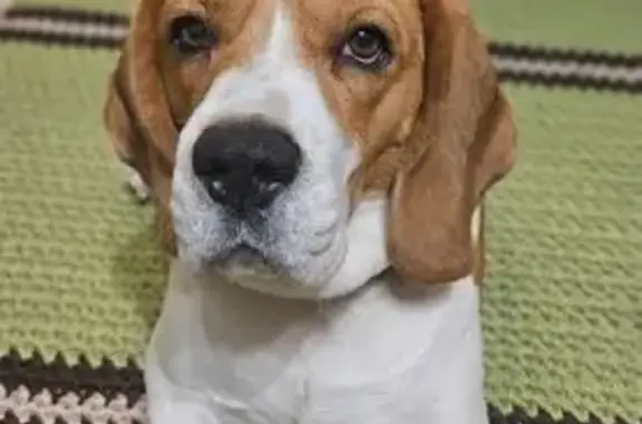 Пропала собака, Новый Краснояр, Башкортостан