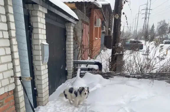 Найдена собака, Новосибирская...