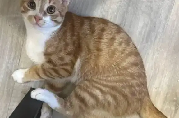 Пропала кошка, ул. КИМ, 109, П...