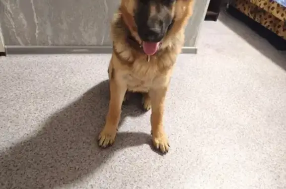 Пропала собака, Раковское шоссе, ПК