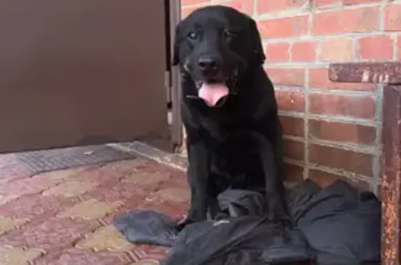 Пропала собака, Рязанский пер., 24, Ростов