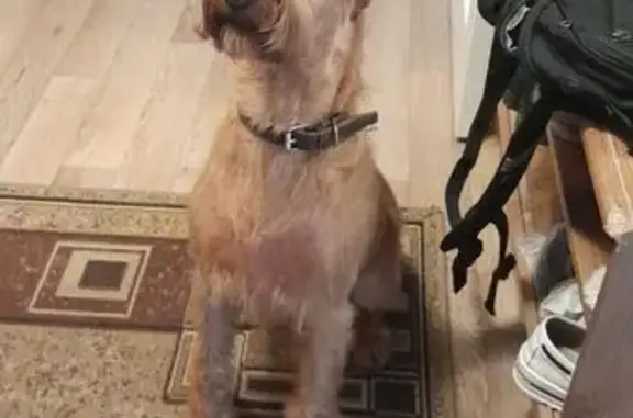 Пропала собака, Сандогорское СП, Кострома