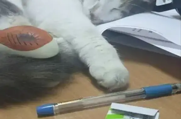 Пропала кошка, Оборонная ул., Тула