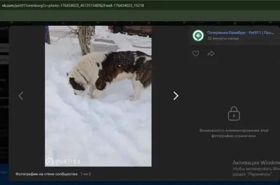 Найдена собака, Авиационная 24...