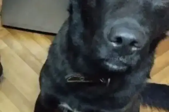 Пропала собака, Молодёжная 18,...