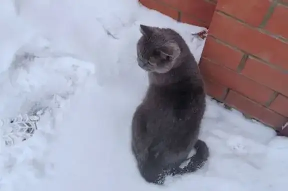 Найдена кошка, Воронеж, фото: Кошка найдена: Броневая ул., 6, Воронеж