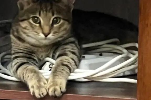 Пропала кошка, 2-й Вакуровский пр., 5, Саратов