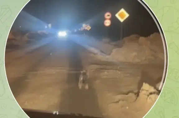 Найдена собака, Барнаул, фото: Серая малышка Йорк на Просторной, Барнаул