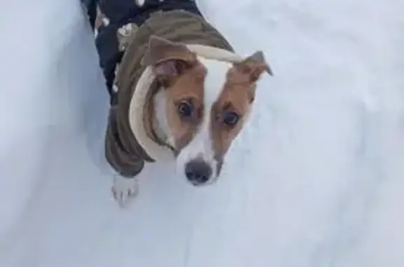 Пропала собака, ул. Труда, 48, Ижевск