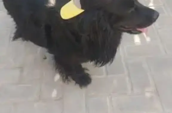 Пропала собака в Русско-Буйлов...