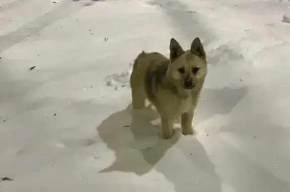 Пропала собака, Уваровка, Сама...