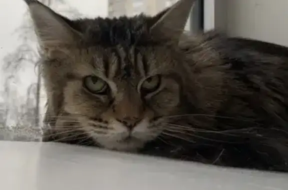 Найдена кошка, Москва, фото: Кот найден: ул. Молодцова, Южное Медведково