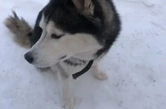 Найдена собака, Реж, фото: Собака найдена на ул. Костоусова, Реж