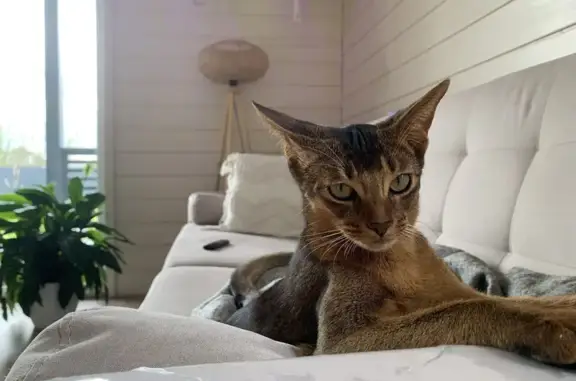 Пропала кошка Луна, КП Новосел...